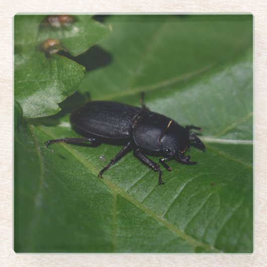 Dorcus parallelipipedus , der kleinere Hirschkäfer Glasuntersetzer (Vorderseite)
