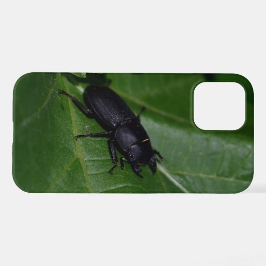 Dorcus parallelipipedus , der kleinere Hirschkäfer iPhone Hülle (Rückseite (Horizontal))