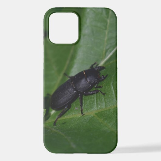 Dorcus parallelipipedus , der kleinere Hirschkäfer iPhone Hülle (Rückseite)
