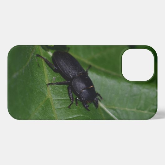 Dorcus parallelipipedus , der kleinere Hirschkäfer iPhone Hülle (Rückseite (Horizontal))
