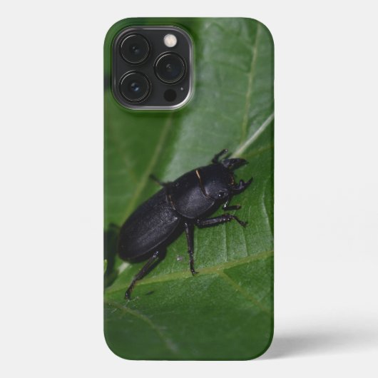 Dorcus parallelipipedus , der kleinere Hirschkäfer iPhone Hülle (Rückseite)