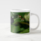 Dorcus parallelipipedus , der kleinere Hirschkäfer Jumbo-Tasse (Rechts)