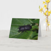 Dorcus parallelipipedus , der kleinere Hirschkäfer Karte (Gelbe Blume)