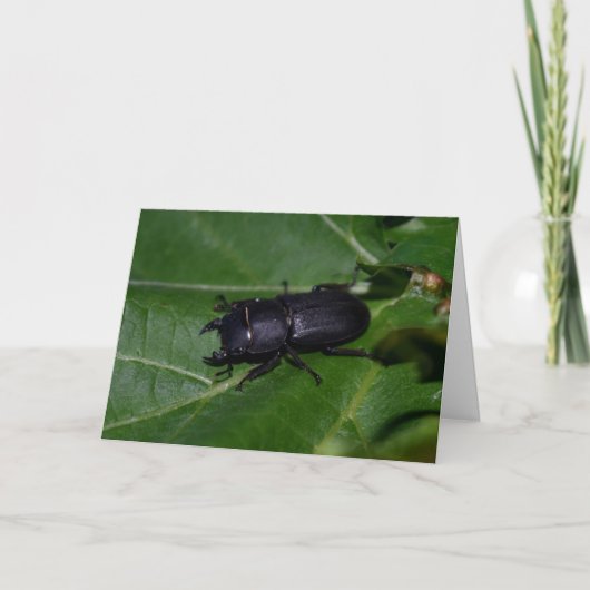 Dorcus parallelipipedus , der kleinere Hirschkäfer Karte (Vorderseite)