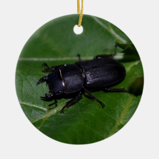 Dorcus parallelipipedus , der kleinere Hirschkäfer Keramik Ornament (Vorne)