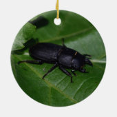 Dorcus parallelipipedus , der kleinere Hirschkäfer Keramik Ornament (Hinten)