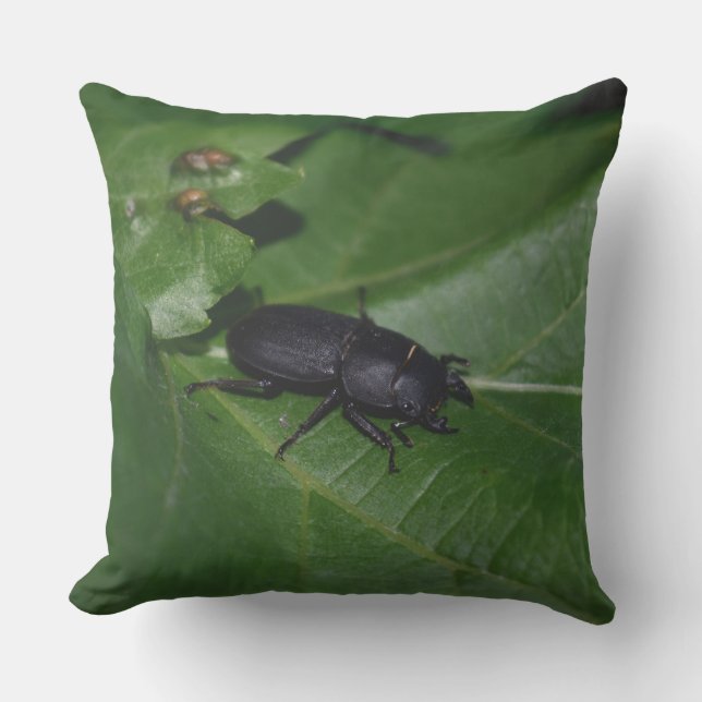 Dorcus parallelipipedus , der kleinere Hirschkäfer Kissen (Vorderseite)