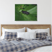 Dorcus parallelipipedus , der kleinere Hirschkäfer Leinwanddruck (Insitu (Schlafzimmer))