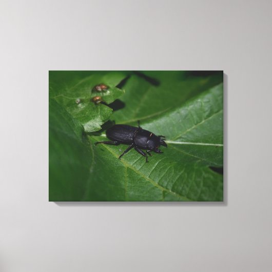 Dorcus parallelipipedus , der kleinere Hirschkäfer Leinwanddruck (Vorderseite)
