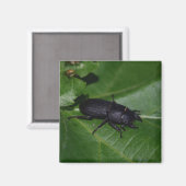 Dorcus parallelipipedus , der kleinere Hirschkäfer Magnet (Vorderseite/Rückseite)