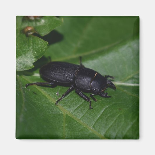 Dorcus parallelipipedus , der kleinere Hirschkäfer Magnet (Vorne)
