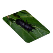 Dorcus parallelipipedus , der kleinere Hirschkäfer Magnet (Rechte Seite)