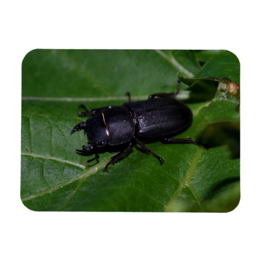 Dorcus parallelipipedus , der kleinere Hirschkäfer Magnet (Horizontal)