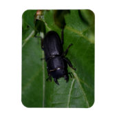 Dorcus parallelipipedus , der kleinere Hirschkäfer Magnet (Vertikal)