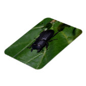 Dorcus parallelipipedus , der kleinere Hirschkäfer Magnet (Linke Seite)