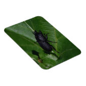 Dorcus parallelipipedus , der kleinere Hirschkäfer Magnet (Rechte Seite)