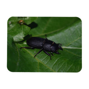 Dorcus parallelipipedus , der kleinere Hirschkäfer Magnet