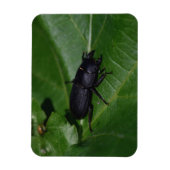 Dorcus parallelipipedus , der kleinere Hirschkäfer Magnet (Vertikal)