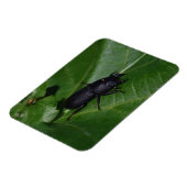 Dorcus parallelipipedus , der kleinere Hirschkäfer Magnet (Linke Seite)
