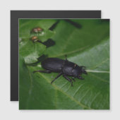 Dorcus parallelipipedus , der kleinere Hirschkäfer Magnetkarte (Vorne/Hinten)