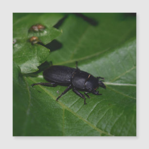 Dorcus parallelipipedus , der kleinere Hirschkäfer Magnetkarte