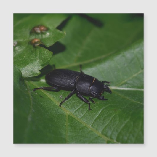 Dorcus parallelipipedus , der kleinere Hirschkäfer Magnetkarte (Vorderseite)