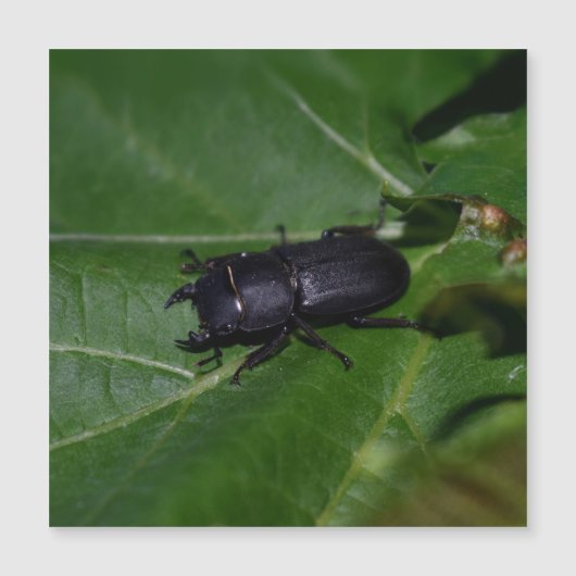 Dorcus parallelipipedus , der kleinere Hirschkäfer Magnetkarte (Vorderseite)