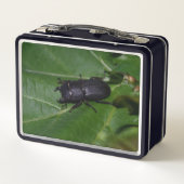 Dorcus parallelipipedus , der kleinere Hirschkäfer Metall Brotdose (Rückseite)