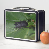 Dorcus parallelipipedus , der kleinere Hirschkäfer Metall Brotdose (Beispiel)