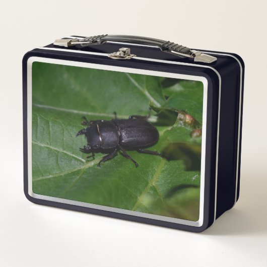 Dorcus parallelipipedus , der kleinere Hirschkäfer Metall Brotdose (Vorderseite)