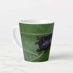 Dorcus parallelipipedus , der kleinere Hirschkäfer Milchtasse