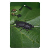 Dorcus parallelipipedus , der kleinere Hirschkäfer Mini Klemmbrett (Rückseite)