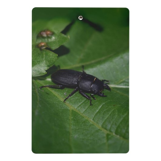 Dorcus parallelipipedus , der kleinere Hirschkäfer Mini Klemmbrett (Rückseite)