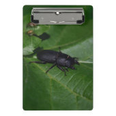 Dorcus parallelipipedus , der kleinere Hirschkäfer Mini Klemmbrett (Vorderseite)