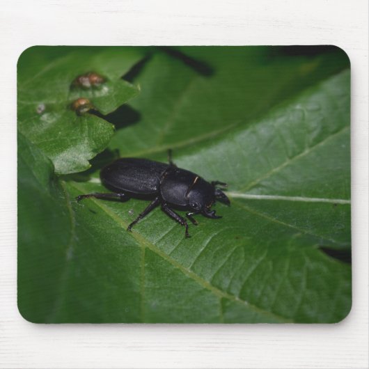 Dorcus parallelipipedus , der kleinere Hirschkäfer Mousepad (Vorne)