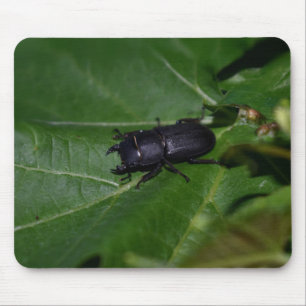 Dorcus parallelipipedus , der kleinere Hirschkäfer Mousepad