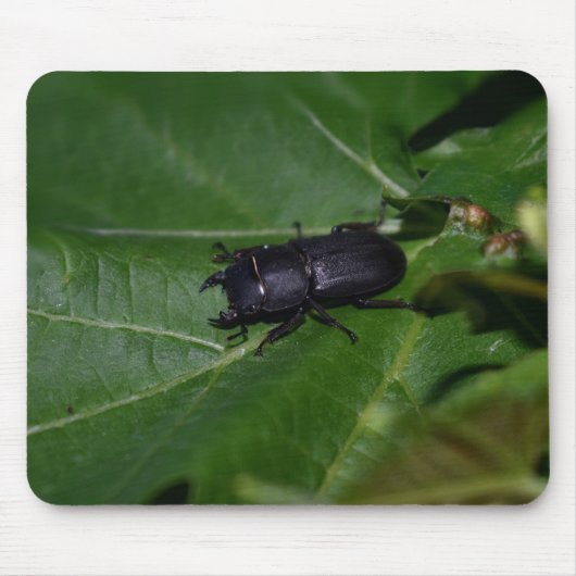 Dorcus parallelipipedus , der kleinere Hirschkäfer Mousepad (Vorne)