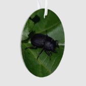 Dorcus parallelipipedus , der kleinere Hirschkäfer Ornament (Vorderseite)