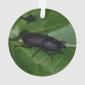 Dorcus parallelipipedus , der kleinere Hirschkäfer Ornament (Rückseite)