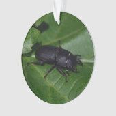 Dorcus parallelipipedus , der kleinere Hirschkäfer Ornament (Vorderseite)