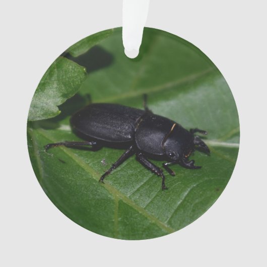 Dorcus parallelipipedus , der kleinere Hirschkäfer Ornament (Vorderseite)