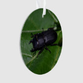 Dorcus parallelipipedus , der kleinere Hirschkäfer Ornament (Vorderseite)