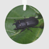 Dorcus parallelipipedus , der kleinere Hirschkäfer Ornament (Rückseite)