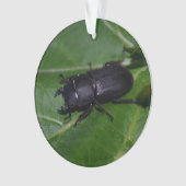 Dorcus parallelipipedus , der kleinere Hirschkäfer Ornament (Vorderseite)