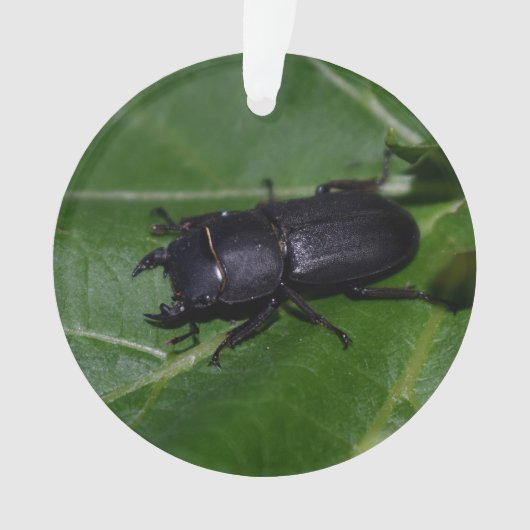 Dorcus parallelipipedus , der kleinere Hirschkäfer Ornament (Vorderseite)