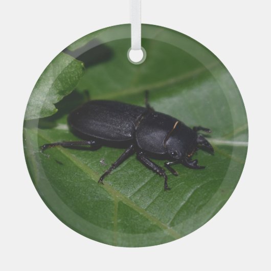 Dorcus parallelipipedus , der kleinere Hirschkäfer Ornament Aus Glas (Vorderseite)