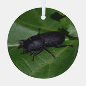 Dorcus parallelipipedus , der kleinere Hirschkäfer Ornament Aus Glas (Rückseite)