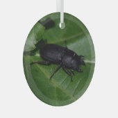 Dorcus parallelipipedus , der kleinere Hirschkäfer Ornament Aus Glas (Vorderseite Rechts)