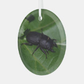 Dorcus parallelipipedus , der kleinere Hirschkäfer Ornament Aus Glas (Vorderseite links)
