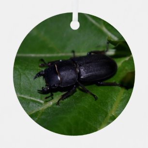 Dorcus parallelipipedus , der kleinere Hirschkäfer Ornament Aus Metall
